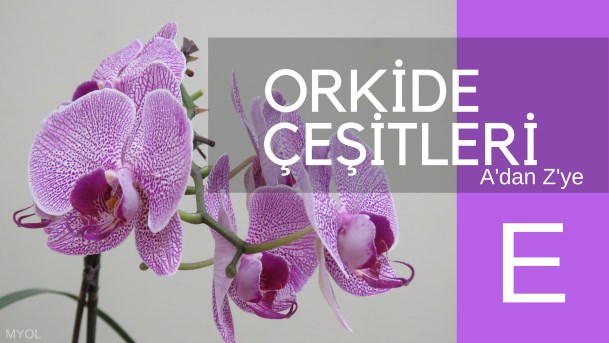 Orkide Çeşitleri E Harfi Orkide Çeşitleri E Harfi