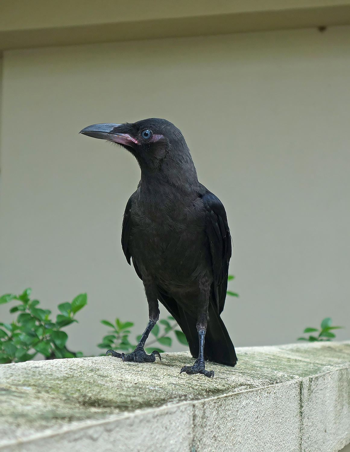 Understanding House Crows (Corvus splendens)