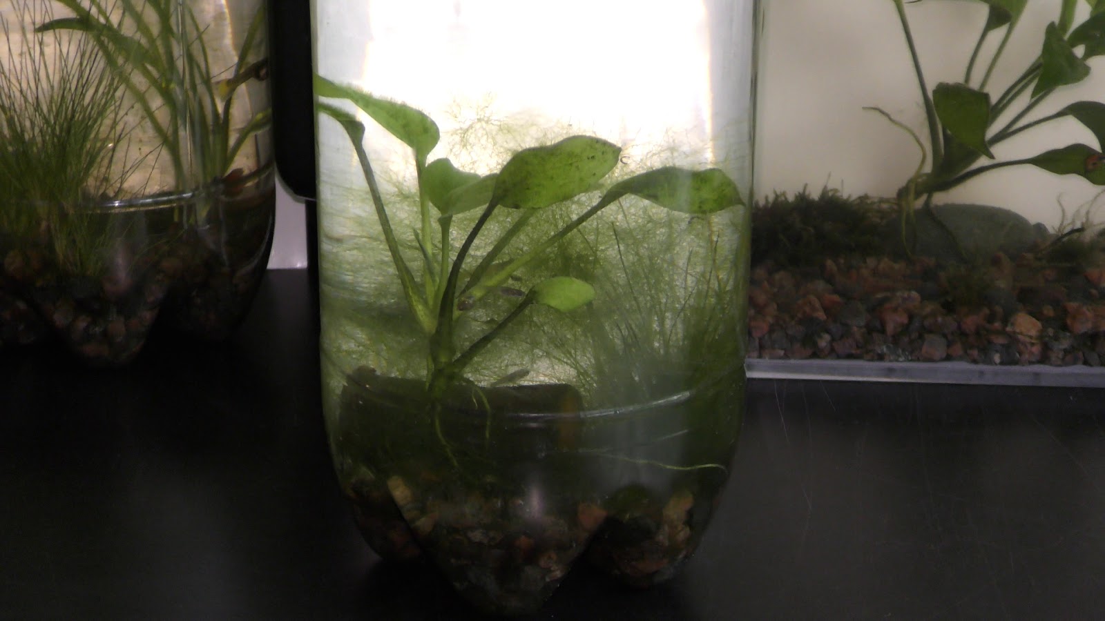 Random Bits Growing Land Plants Underwater