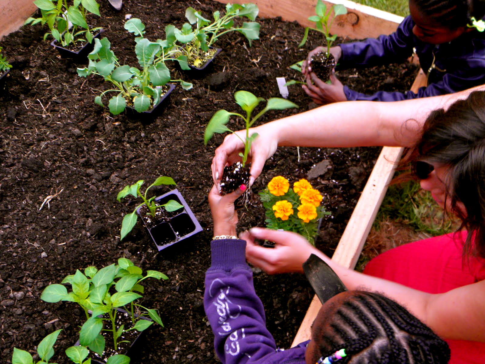 aGROWculture Spring Seedlings for Summer Sustenance