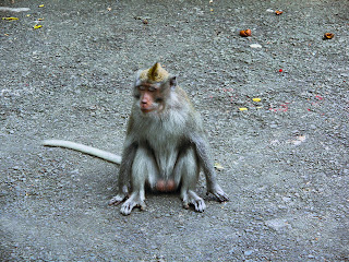 Sleepy Monkey at Wanagiri Village, Bedugul, Bali