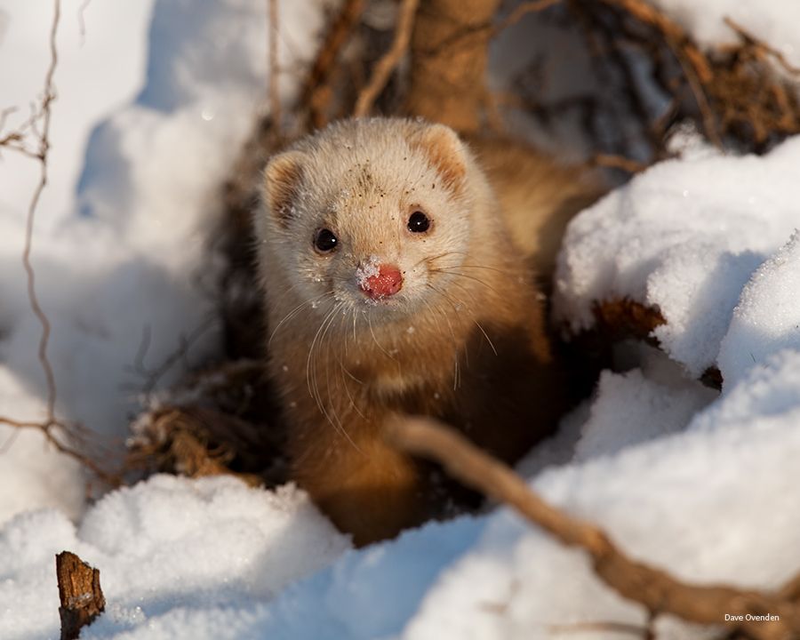 5. Ferret by Dave Ovenden
