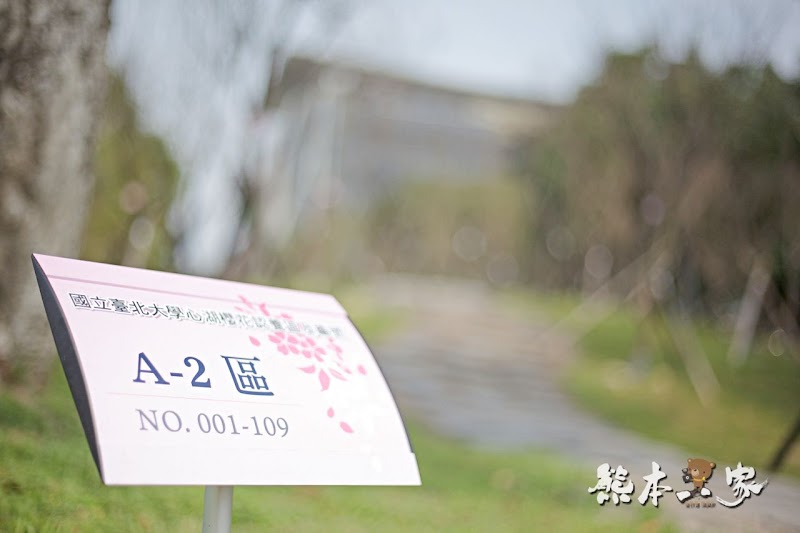 心湖櫻緣|三峽台北大學「心湖櫻花步道」-杜鵑、吉野櫻、木棉花齊綻放