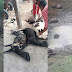Leão de circo escapa e mata 30 animais em distrito de Serrinha/BA