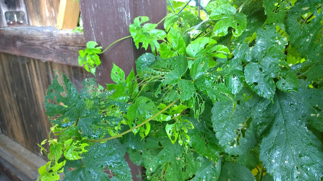 vom Erdfloh zerfressen Blätter am Hopfen (c) by Joachim Wenk vom Erdfloh zerfressen Blätter am Hopfen (c) by Joachim Wenk