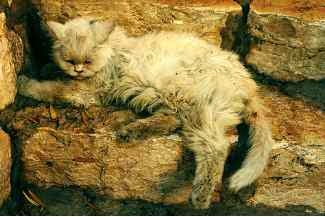 Cats Death