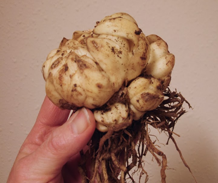 B&D Lilies Garden Blog Transplanting Lily Bulbs in March