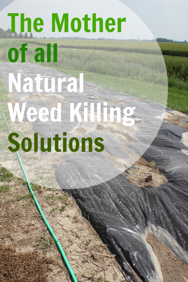 natural weed killing solution from the creek line house