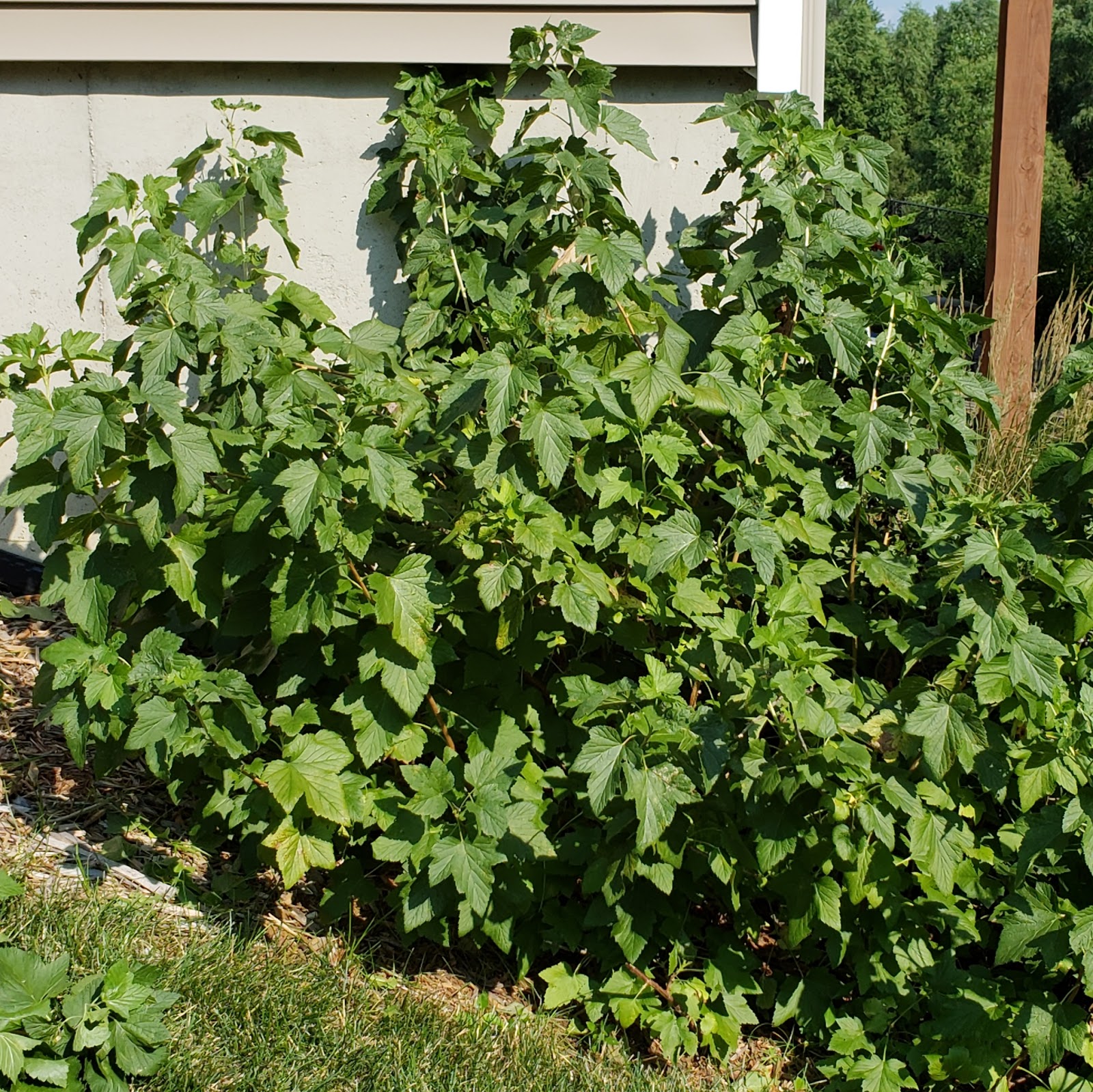 The Minnesota Garden
