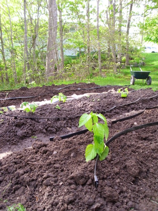 Lake City Farm Building a Garden