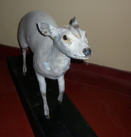 B+Deer.png