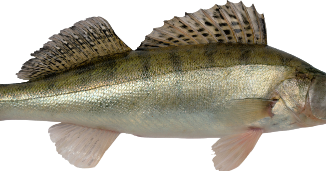 Бёрш и судак отличия. Судак на белом фоне. Берш рыба. Обыкновенный судак окуневые. Судак рыба картинки.