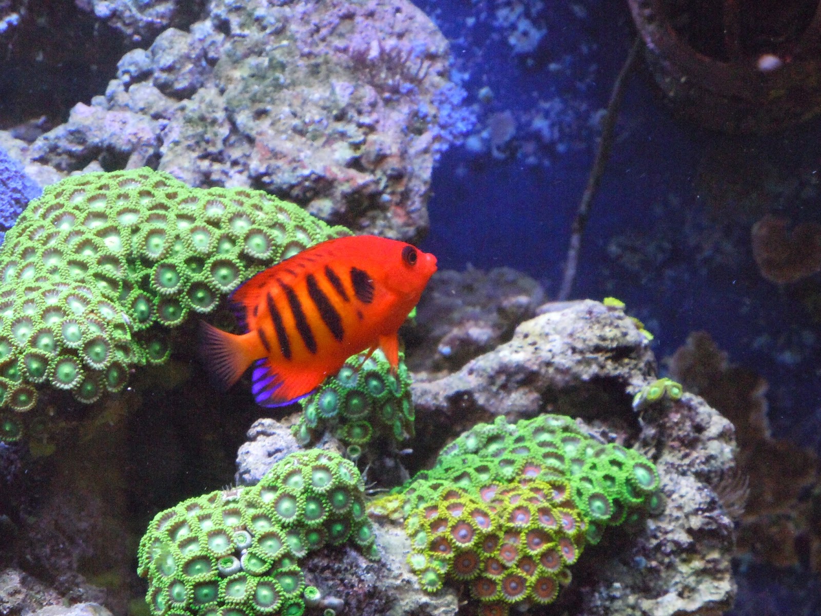 Hobbies To Live By Top 10 Aquarium Questions How do I set up a tank?