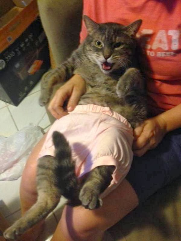 Funny cats - part 93 (40 pics + 10 gifs), cat wearing baby pants