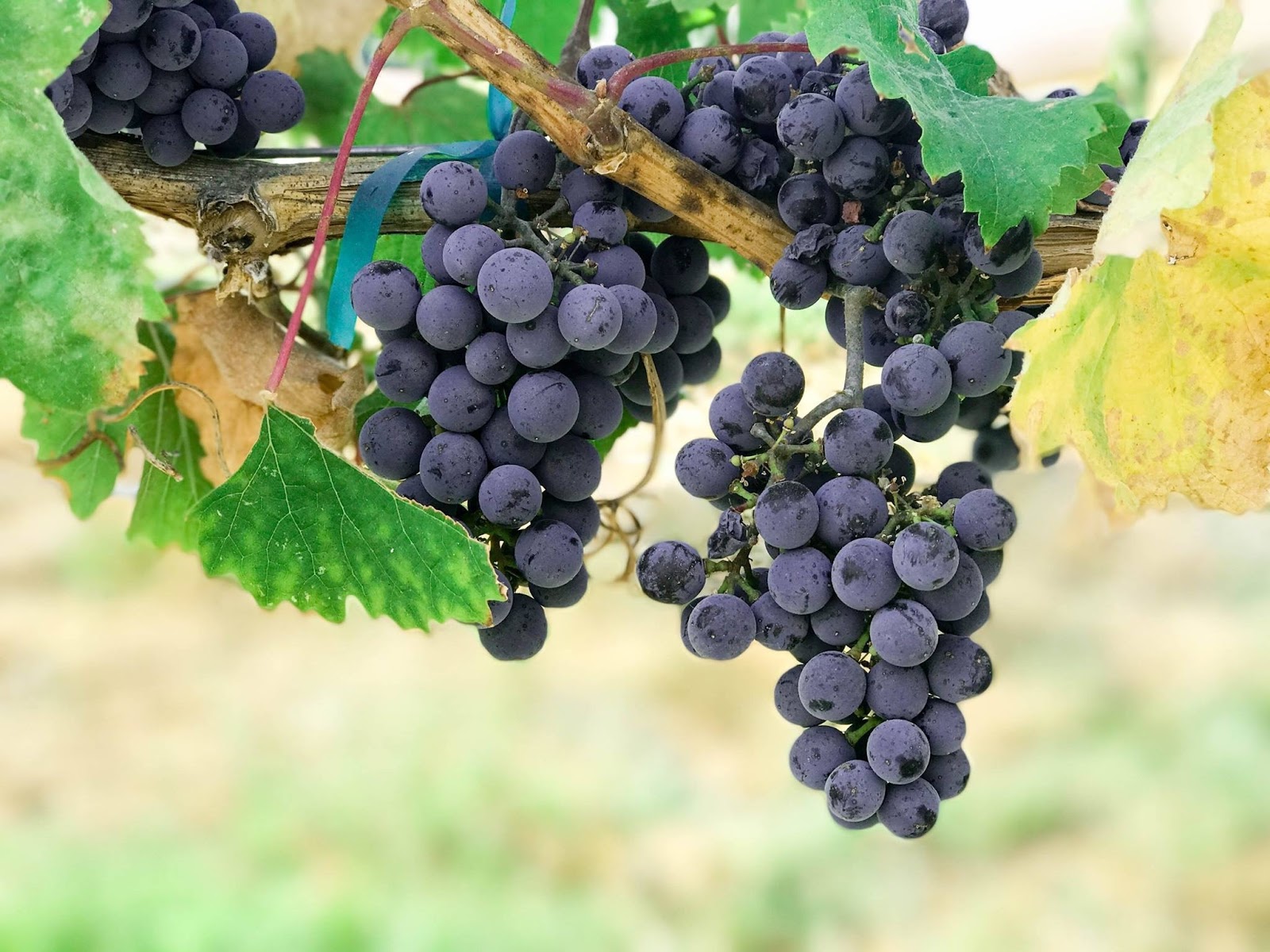 10 Benefits of Green Grapes Are Green Grapes Good For You?