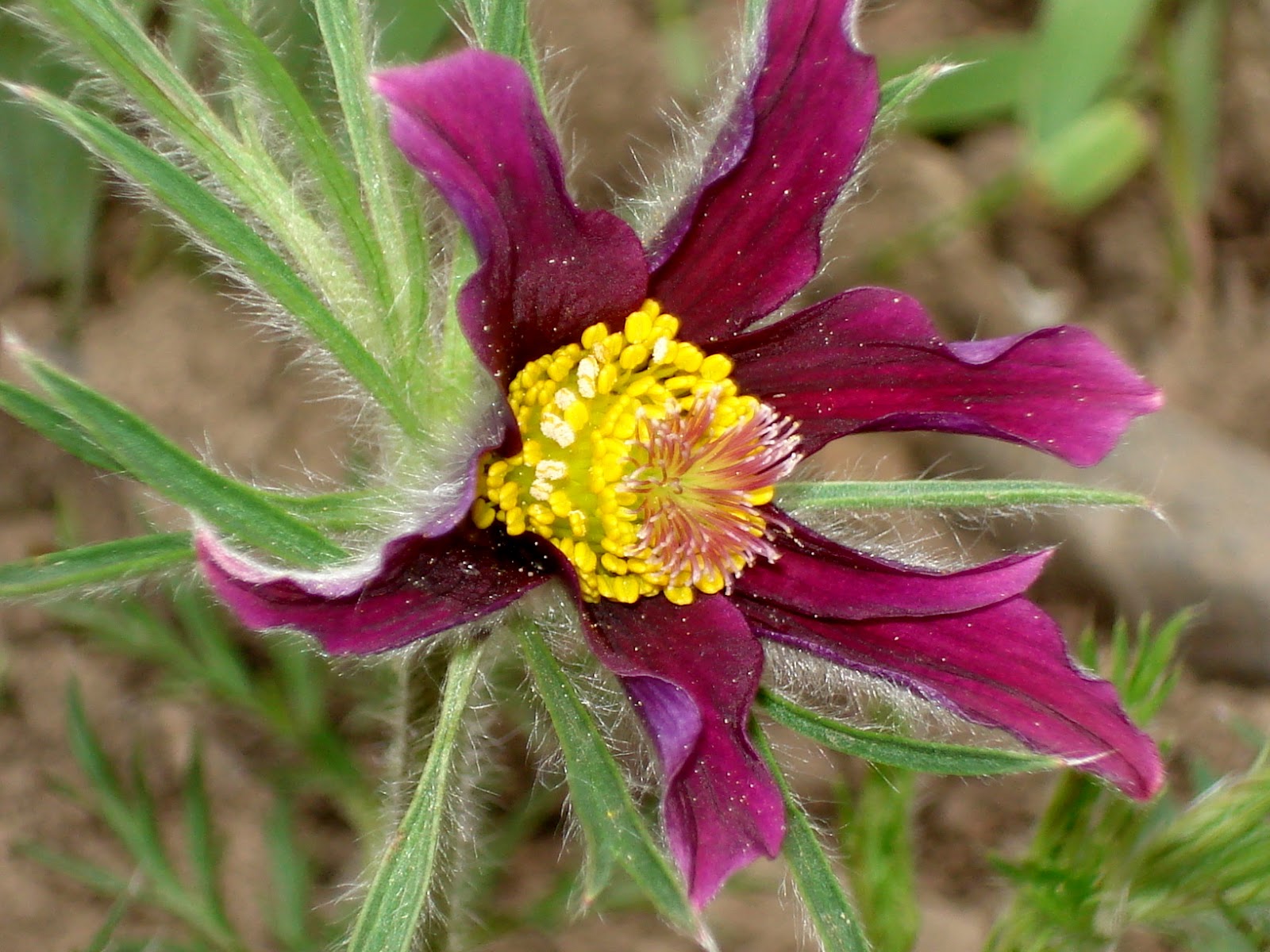 Pulsatilla vulgaris, deditei
