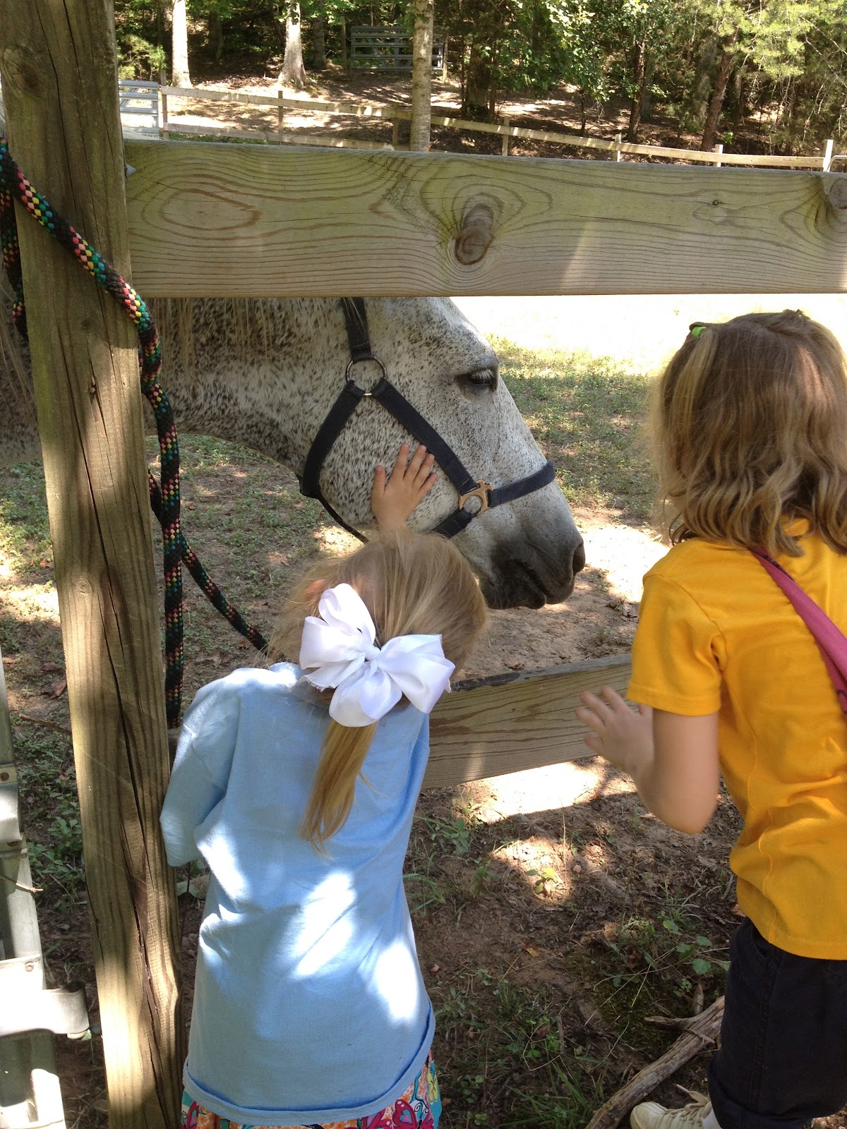 The Oster Five Yay for Camp Hidden Hollow