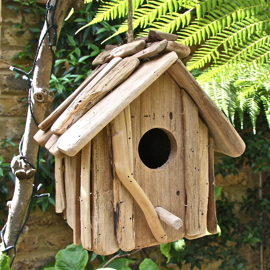 Bird In Everything Birdhouse Photos