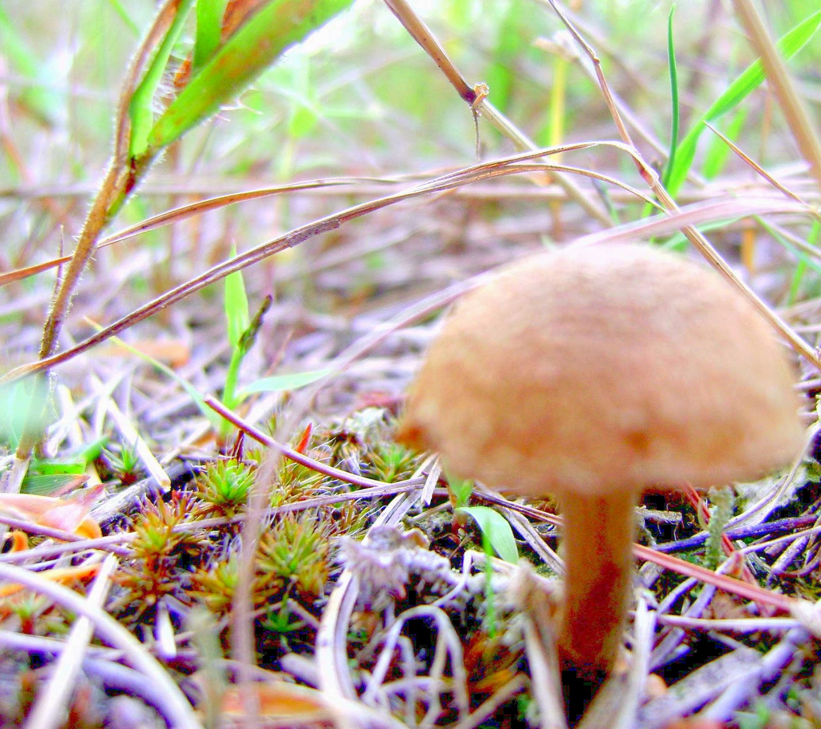 Can plants feel pain? Grasspeople