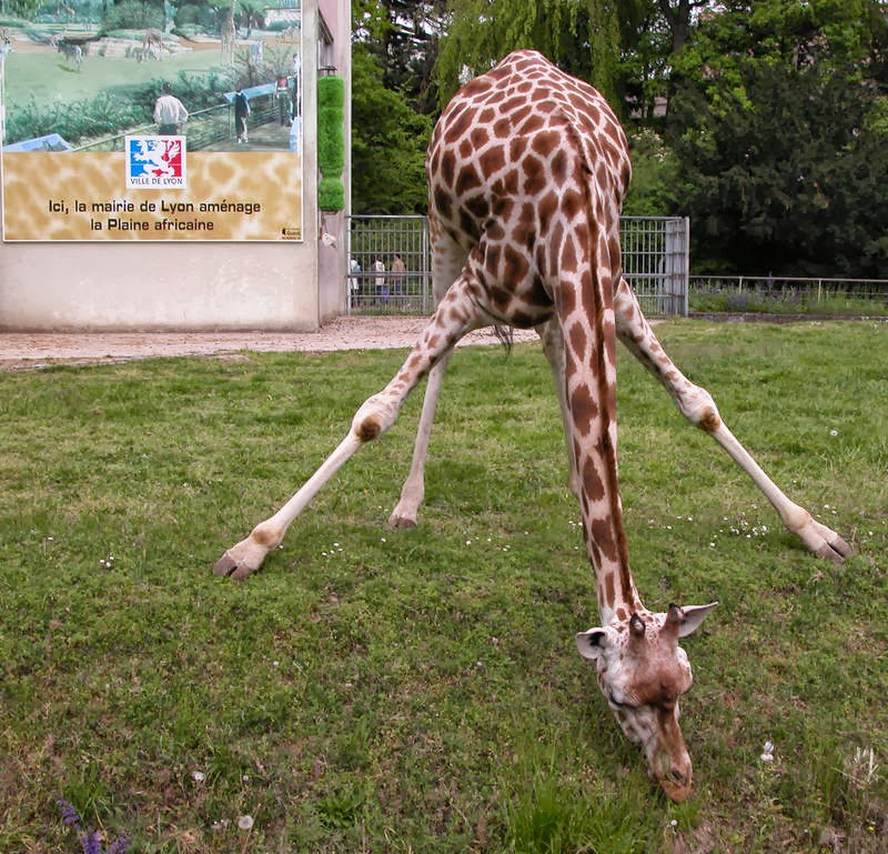 Enigme 2 Chiens 4 Chevaux 1 Girafe Smiley Facebook | Emoticone Facebook | Symbole Facebook: Jeu de la