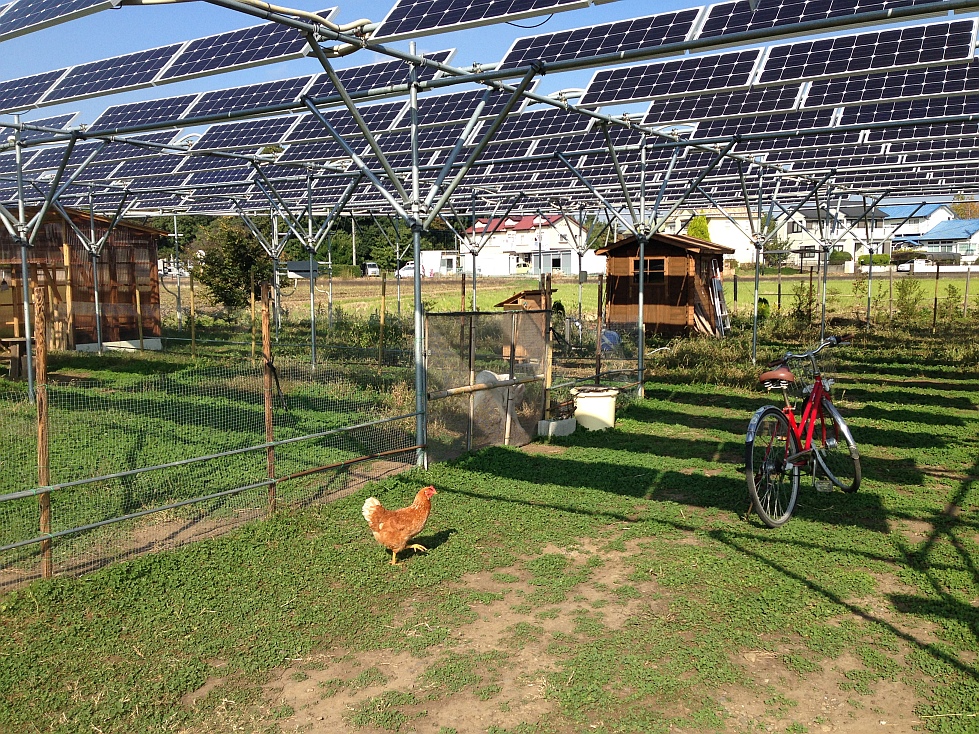 Solar Sharing Solar panels, chickens and goats in Tsukuba, Japan