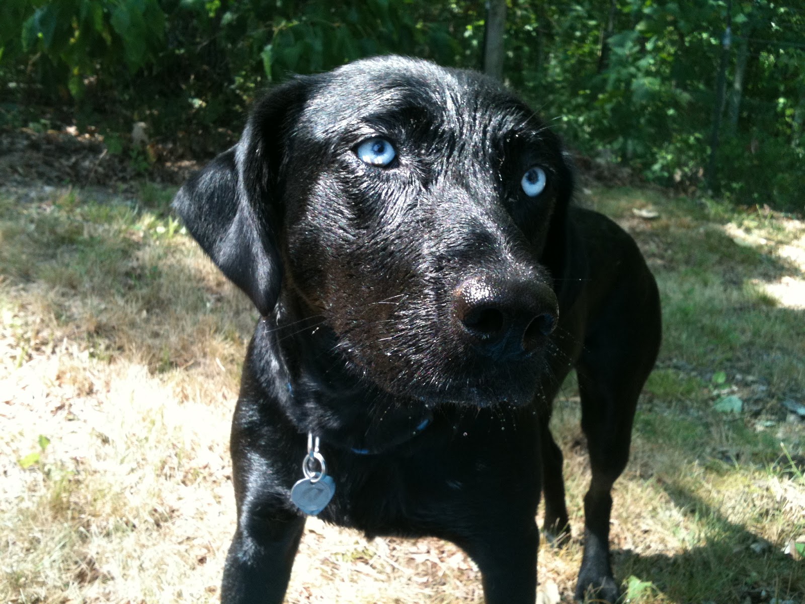 Best Treats for Your Dog and other Doggie Stuff Franki the Blue