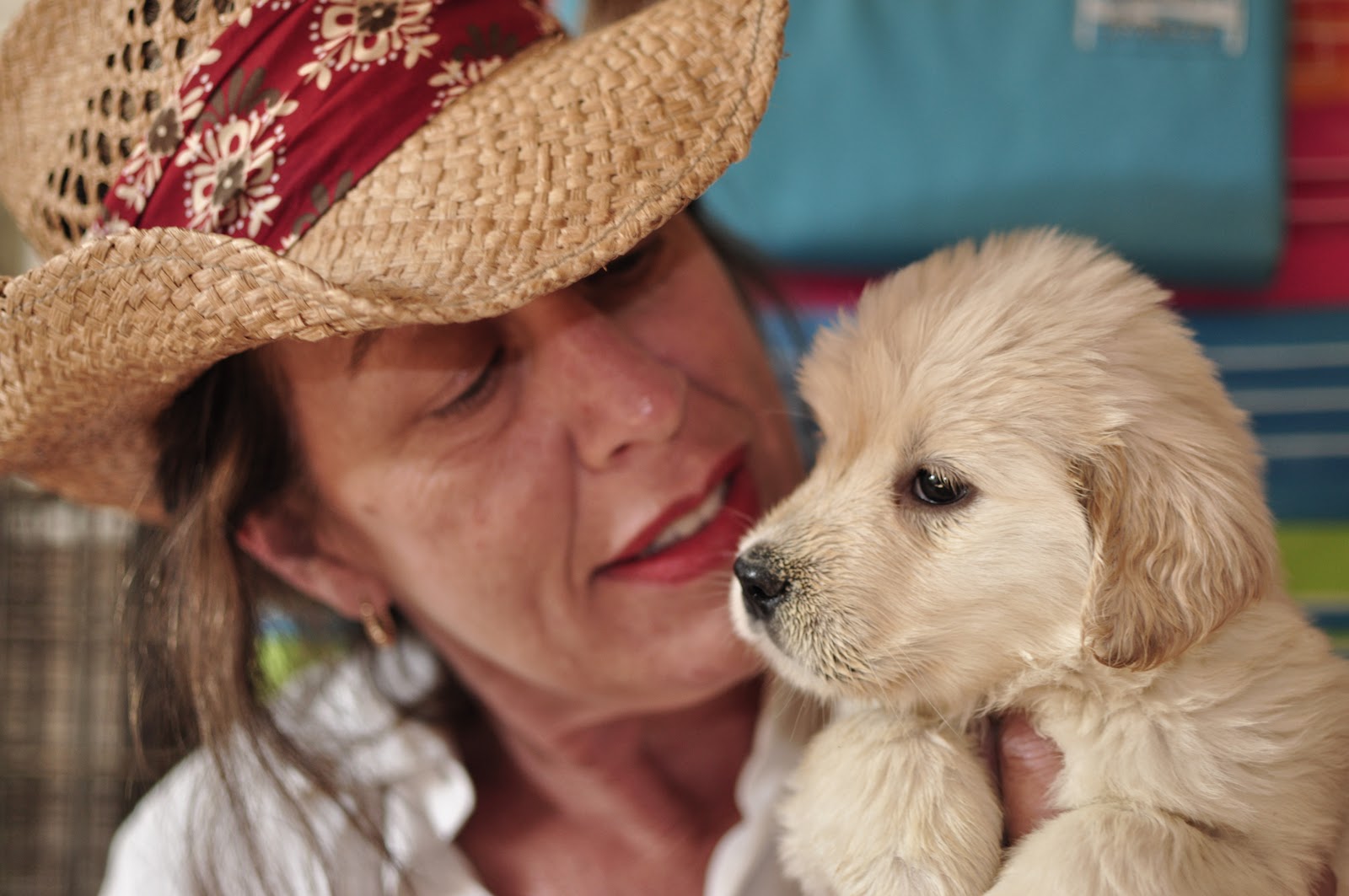 Baliwyck Golden Retrievers Am GCH Can