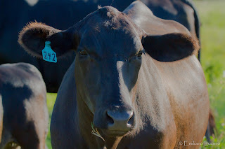 Vaca Una Vaca, Cow