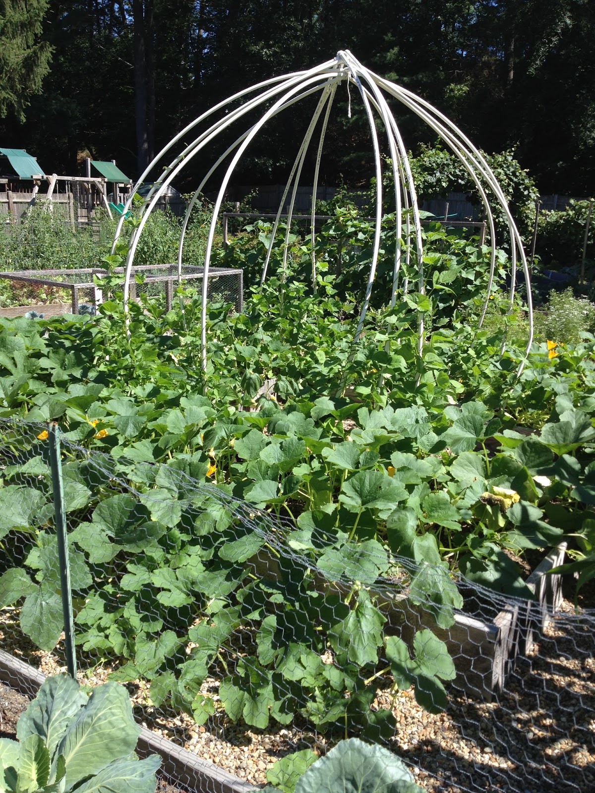 Spaghetti Squash Is Everywhere