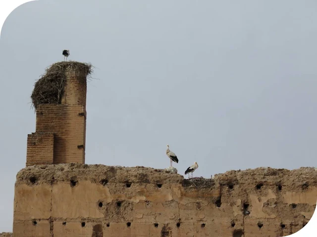 Long Weekend in Marrakech - Sidewalk Safari - Storks on a wall
