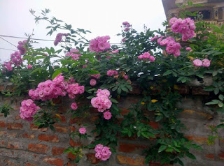 bờ rào hoa hồng leo tầm xuân hình ảnh hoa hồng leo tầm xuân
