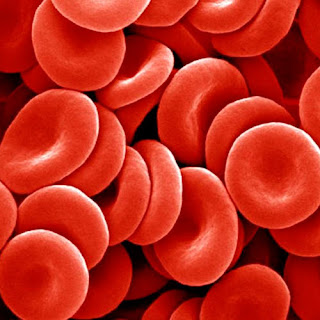 What are red blood cells - what do red blood cells do ... diagram of blood tissue 