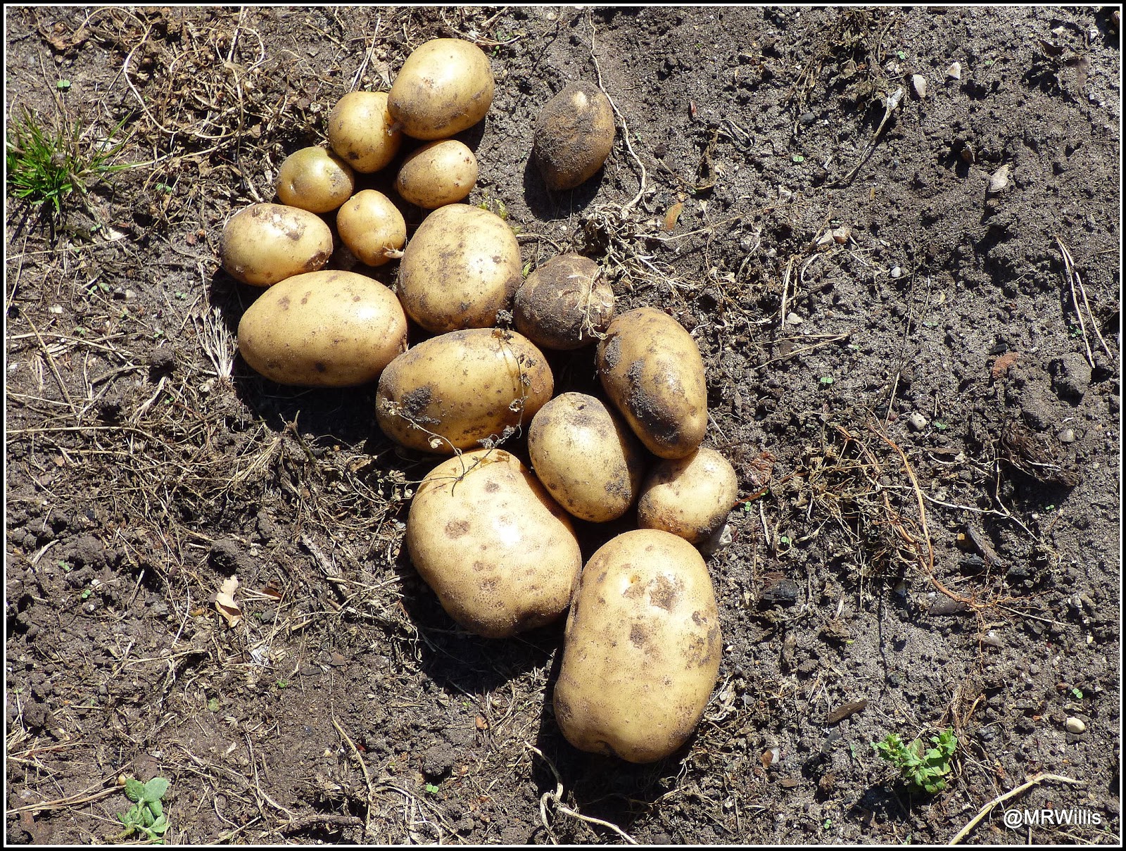 Mark's Veg Plot Harvesting Maincrop potatoes