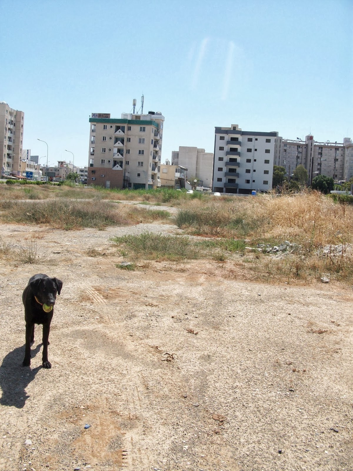 Travel Cyprus With Your Dog A typical day in Larnaca... with your dog