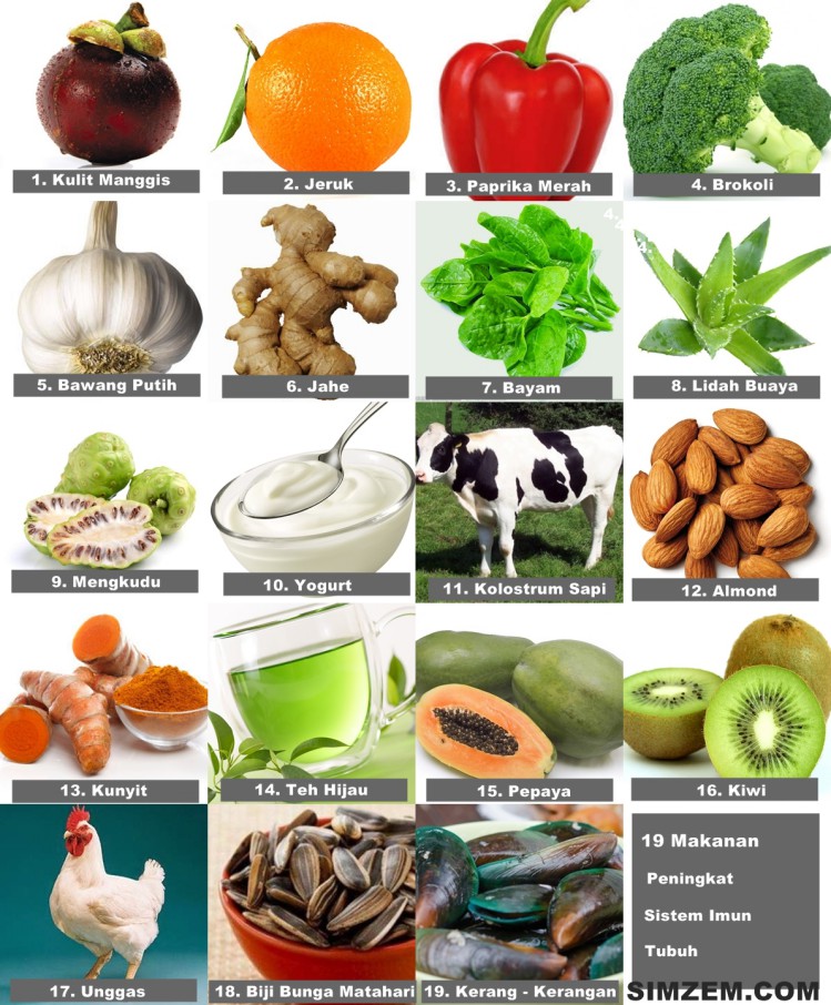 Gampang Sakit Inilah 19 Makanan Untuk Meningkatkan Sistem Kekebalan Tubuh Yang Mudah Kita Dapatkan Simzem