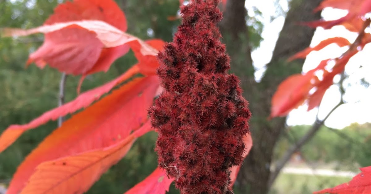 Walking My Shadows Scarlet sumac