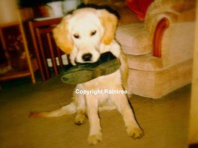 Golden retriever dog holding shoe