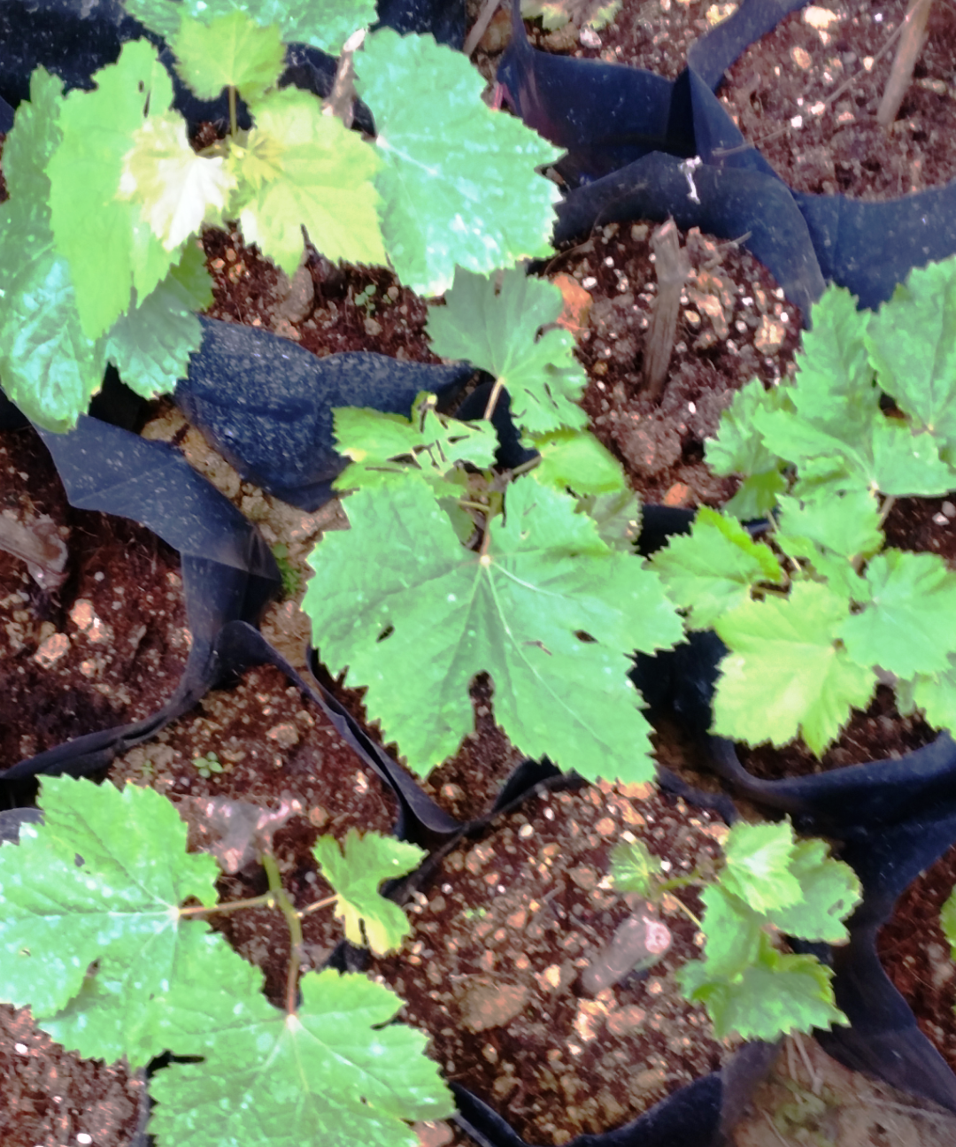 Hot Selling Anak Pokok Anggur Terus Dari Ladang Live Plants Grape