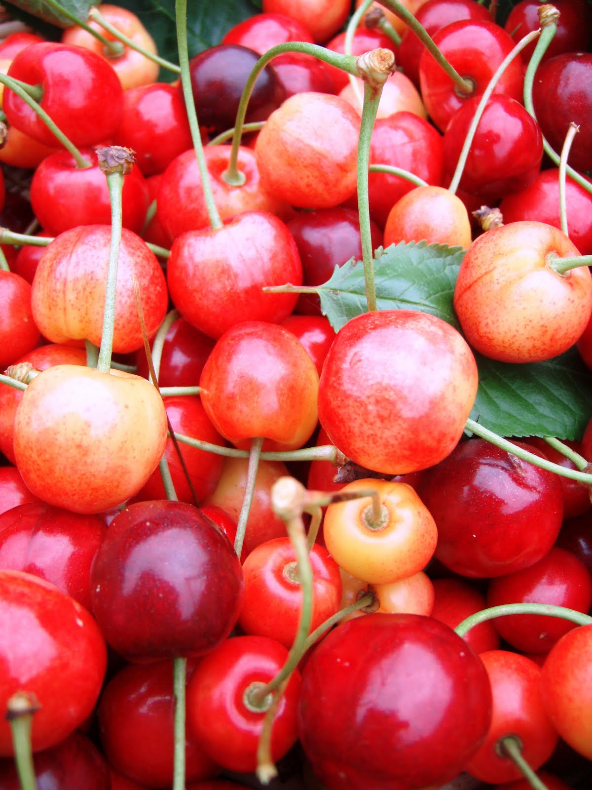 The Urbane Forager: Cherry Red