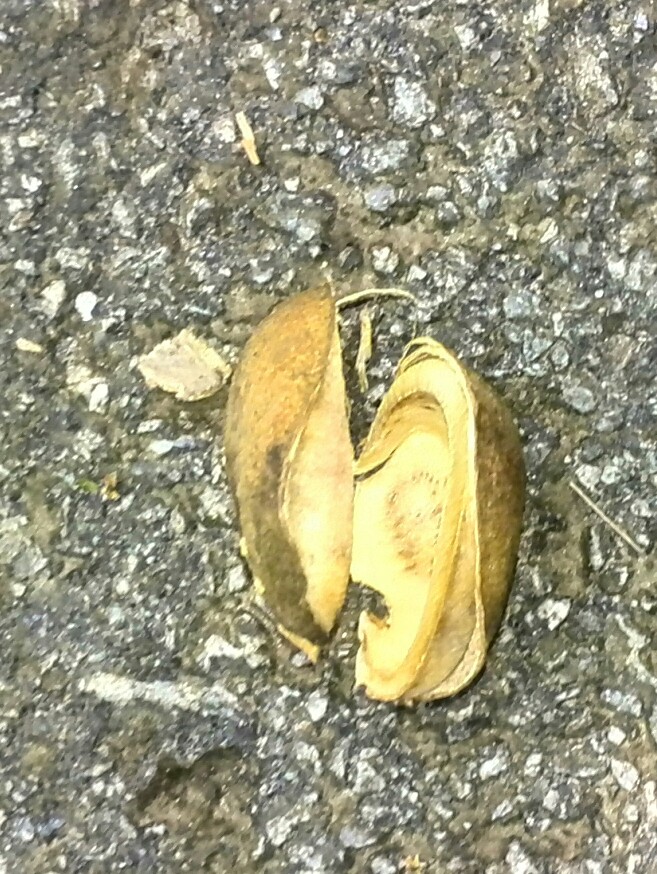 namakucella: KEBUN GETAH DI BELAKANG RUMAH NENEK