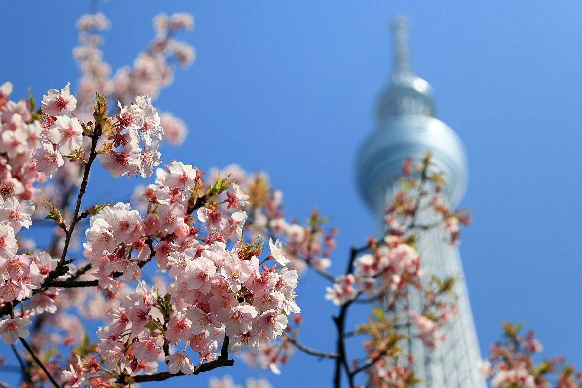 Download "Sakura blossoms illuminating the slopes of Mount Fuji, Japan ...