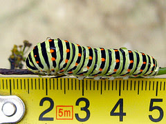 Rainbow Warriors ~ Swallowtail Caterpillar