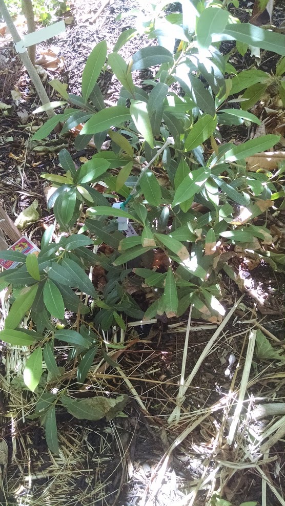 Desert Valley Orchard Java Plum Seedling
