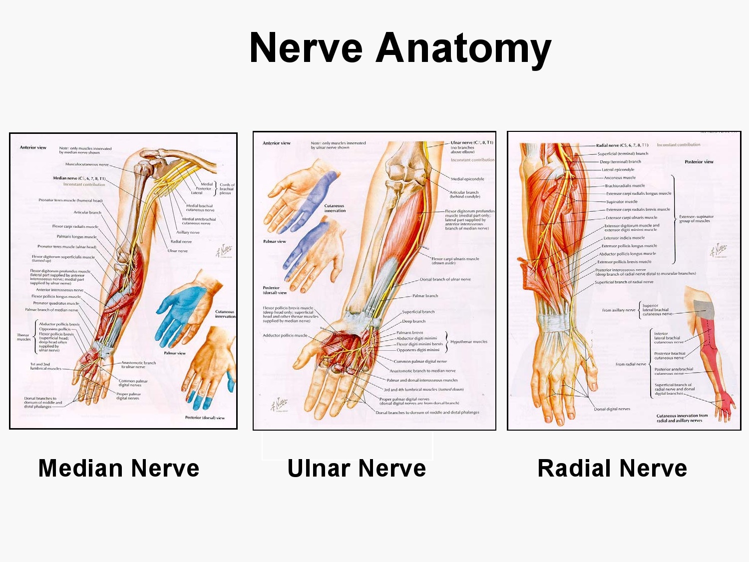 Upper Extremity Nerve Anatomy
