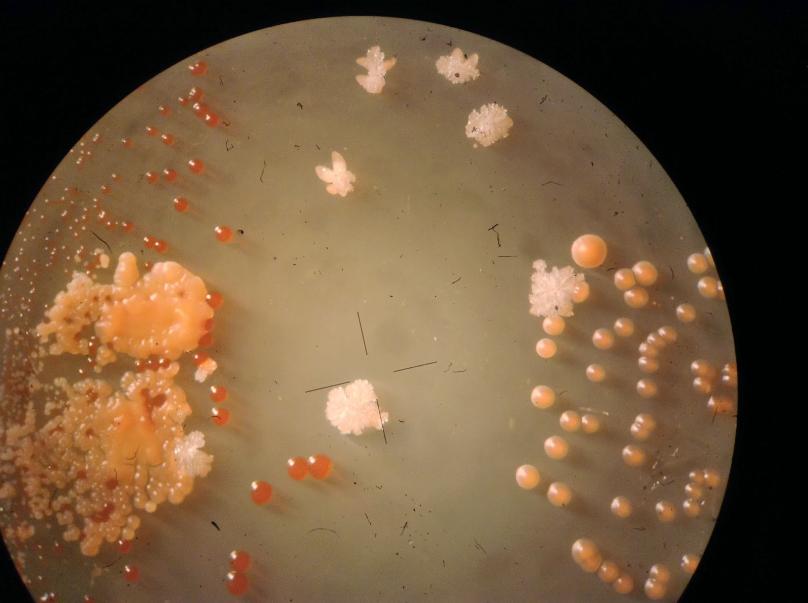 Micro Gaia Una colonia bacteriana en 3D "Extended Depth of Field"