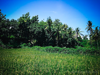 Green Fertility Of Agricultural Land In The Rainy Season At Ringdikit Village, North Bali, Indonesia