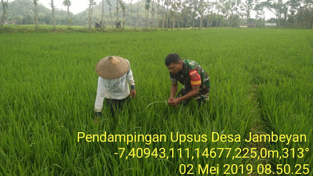 Antisipasi Serangan Hama, Babinsa Pantau Sawah Petani