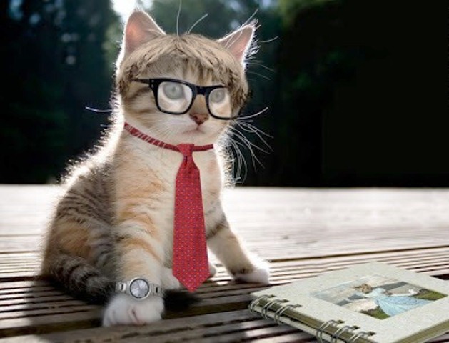 14 Gambar Kucing Pakai Kacamata Lucu Banget Dasi Tumblr