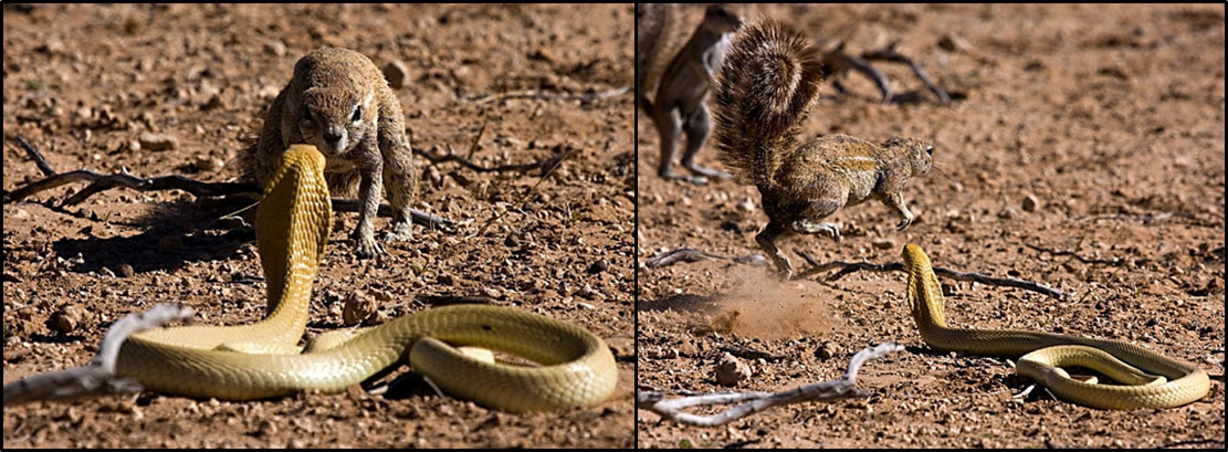Strike, Rattle, & Roll: Convergent Evolution in Small Mammal Antisnake ...