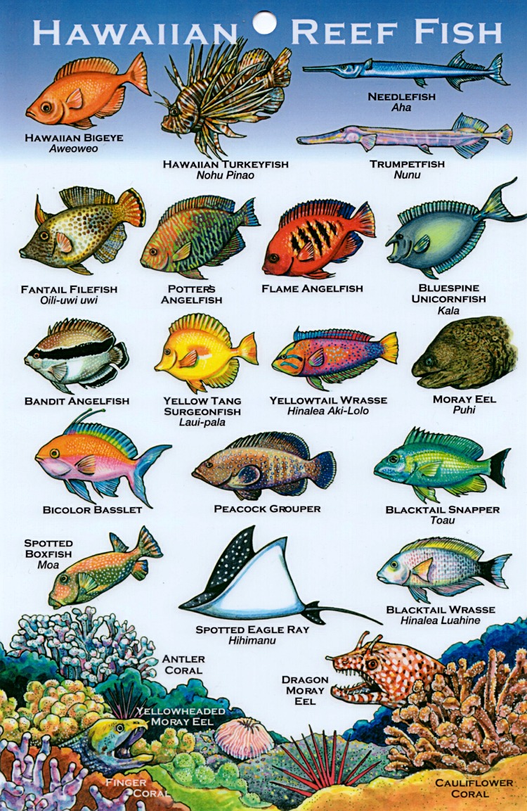 Hawaiian Fish Names Aloha Joe In Hawaii A Visual Guide To Hawaii s 